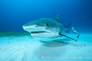 Tiger shark close up view, including nostrils and ampullae of Lorenzini, Galeocerdo cuvier