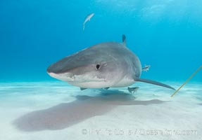 Tiger shark, Galeocerdo cuvier