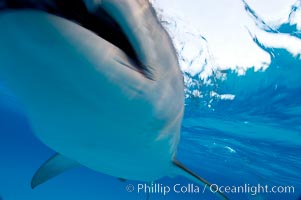 Tiger shark bumps the camera, photographed with a polecam (a camera on a long pole triggered from above the water, used by photographers who are too afraid to get in the water), Galeocerdo cuvier
