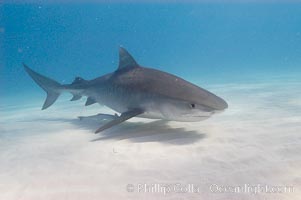 Tiger shark, Galeocerdo cuvier