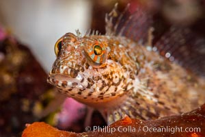 Tiny fish, unidentified, Browning Pass, Vancouver Island