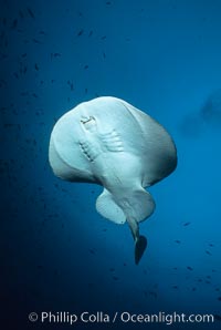 Pacific torpedo ray, Farnsworth Banks, Tetronarce californica, Torpedo californica, Catalina Island