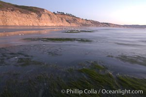 Eel grass sways in an incoming tide, with the sandstone cliffs of Torrey Pines State Reserve in the distance, San Diego, California