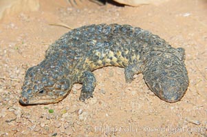 Shingleback lizard.  This lizard has a fat tail shaped like its head, which can fool predators into attacking the wrong end of the shingleback, Trachydosaurus
