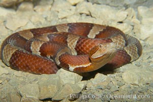 Trans-Pecos copperhead snake.  The Trans-Pecos copperhead is a pit viper found in the Chihuahuan desert of west Texas.  It is found near streams and rivers, wooded areas, logs and woodpiles, Agkistrodon contortrix pictigaster