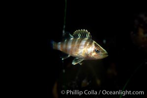Juvenile rockfish (likely species: treefish) among offshore drift kelp, Sebastes serriceps, San Diego, California