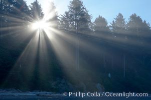 Trees, morning light and mist, Ruby Beach, Olympic National Park, Washington