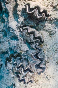 Tridacna clams, Rose Atoll, American Samoa, Rose Atoll National Wildlife Refuge