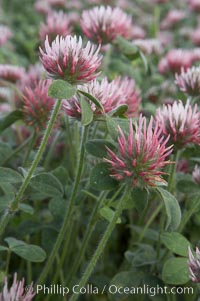 Rose clover blooms in spring, Trifolium hirtum, Carlsbad, California