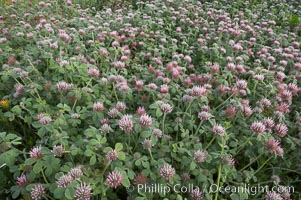 Rose clover blooms in spring, Trifolium hirtum, Carlsbad, California