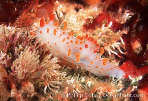 Nudibranch, Triopha catalinae, San Miguel Island