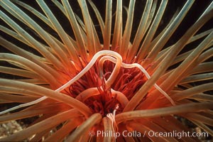 Tube anemone, Pachycerianthus fimbriatus, La Jolla, California