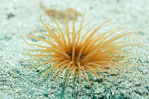 Tube anemone, Pachycerianthus fimbriatus, Catalina Island, Pachycerianthus fimbriatus