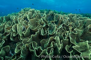 Staghorn coral on pristine Fijian coral reef, Acropora palifera, Wakaya  Island, Lomaiviti Archipelago