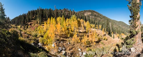 Aspens show fall colors in Mineral King Valley, part of Sequoia National Park in the southern Sierra Nevada, California