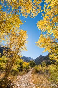 Aspens show fall colors in Mineral King Valley, part of Sequoia National Park in the southern Sierra Nevada, California