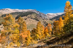 Aspens show fall colors in Mineral King Valley, part of Sequoia National Park in the southern Sierra Nevada, California