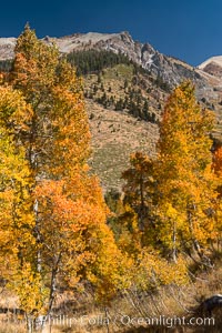 Aspens show fall colors in Mineral King Valley, part of Sequoia National Park in the southern Sierra Nevada, California