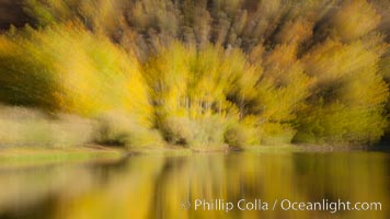 Turning aspens in autumn, reflected in North Lake, Populus tremuloides, Bishop Creek Canyon Sierra Nevada Mountains