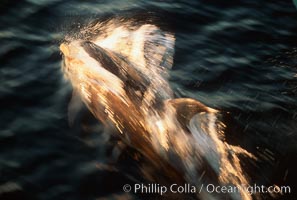 Pacific bottlenose dolphin, Tursiops truncatus