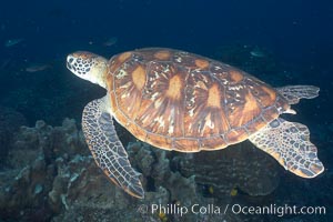 Turtle, Wolf Island