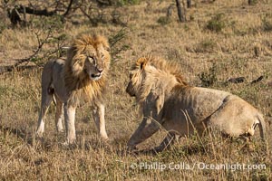Two Adult Male Lions Fight to Establish Territory, Greater Masai Mara, Kenya. Both of these large males emerged from the battle with wounds, and it was not clear who prevailed, Panthera leo, Mara North Conservancy