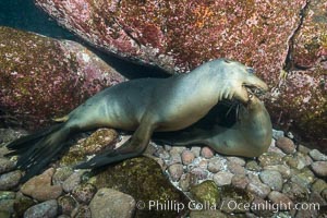 Two sea lions playing, mock jousting, underwater, Zalophus californianus, Sea of Cortez