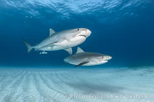 underwater shark photography