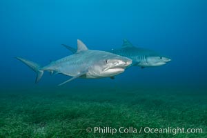 Two tiger sharks, Galeocerdo cuvier