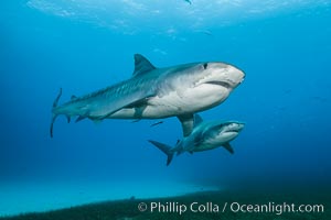 Two tiger sharks, Galeocerdo cuvier