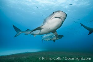 Two tiger sharks, Galeocerdo cuvier