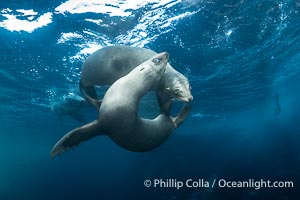 Two Young California Sea Lions at Play Underwater in the Coronado Islands, Mexico, Zalophus californianus, Coronado Islands (Islas Coronado)