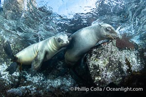 Two Young California Sea Lions socialize and look at the photographer while at the ocean surface, rocks and island visible above the water in the background, North Coronado Island, Mexico, Zalophus californianus, Coronado Islands (Islas Coronado)