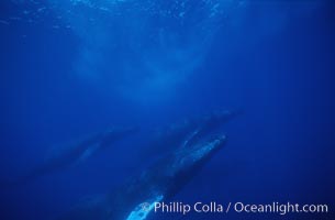 Large competitive group of humpback whales, Megaptera novaeangliae, Maui