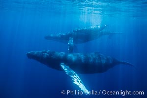 Humpback whales, mother, calf and male escort, Megaptera novaeangliae, Maui