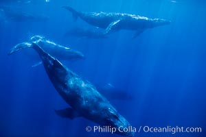 Large competitive group of humpback whales seen underwater, Megaptera novaeangliae, Maui