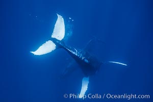 Humpback whale turning underwater showing ventral aspect of fluke with an entirely white fluke pattern, Megaptera novaeangliae, Maui