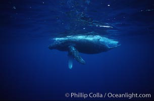 Humpback whale calf, Megaptera novaeangliae, Maui