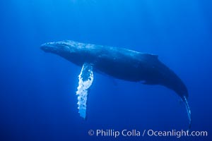 North Pacific humpback whale underwater, Megaptera novaeangliae, Maui