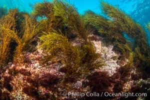 Underwater reef scene, Coronado Islands, Mexico, Coronado Islands (Islas Coronado)