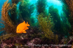 Underwater reef scene, Coronado Islands, Mexico, Hypsypops rubicundus, Coronado Islands (Islas Coronado)