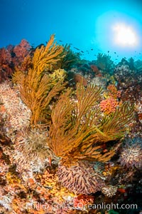 Underwater Reef with Invertebrates, Gorgonians, Coral Polyps, Sea of Cortez, Baja California, Mikes Reef, Mexico