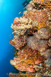 Underwater Reef with Invertebrates, Gorgonians, Coral Polyps, Sea of Cortez, Baja California, Mikes Reef, Mexico