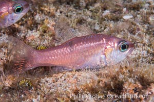 Unidentified cardinalfish, Sea of Cortez, Isla Cayo, Baja California, Mexico