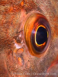 Unidentified fish eyeball closeup, San Diego, California