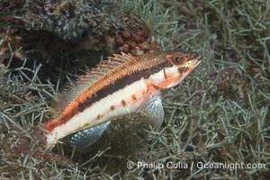 Unidentified Reef Fish, Sea of Cortez, Mexico, Isla Angel de la Guarda, Baja California