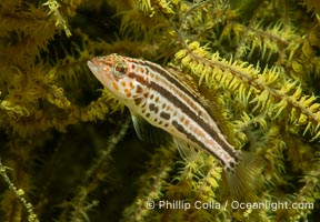 Unidentified Reef Fish, Sea of Cortez, Mexico, Islas San Lorenzo, Baja California