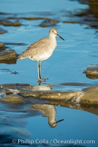 Willet, Catoptrophurus semipalmatus, La Jolla, California