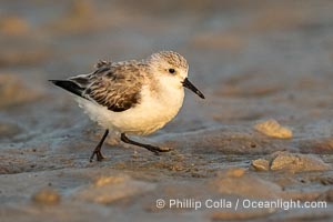 Unidentified Shorebird, Fort De Soto, Florida, Fort De Soto Park, St. Petersburg