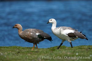 Upland goose, male (white) and female, beside pond in the interior of Carcass Island near Dyke Bay, Chloephaga picta